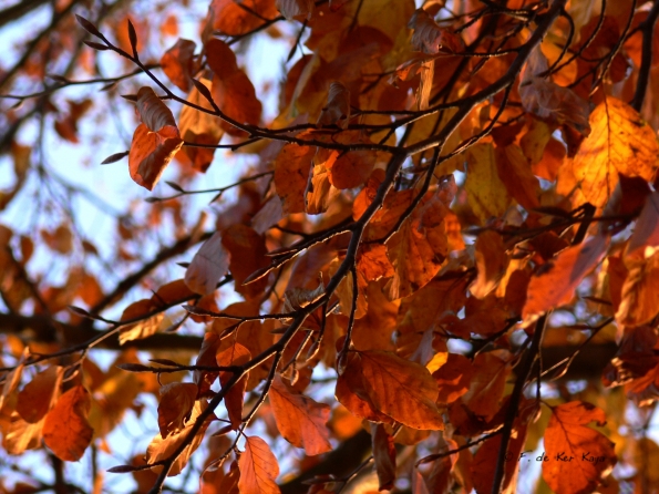 Chant d'automne 2012 (19)